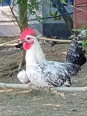 ফাওমি মোরগ