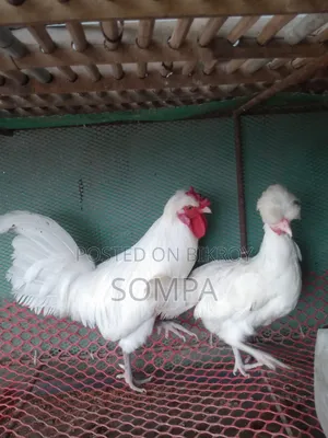 পলিশক্যাপ সাদা