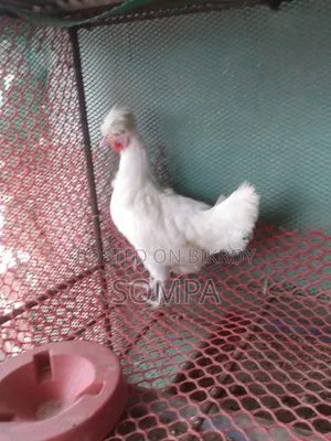 পলিশক্যাপ সাদা