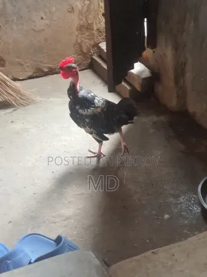 ঘরে পালিত মোরগ