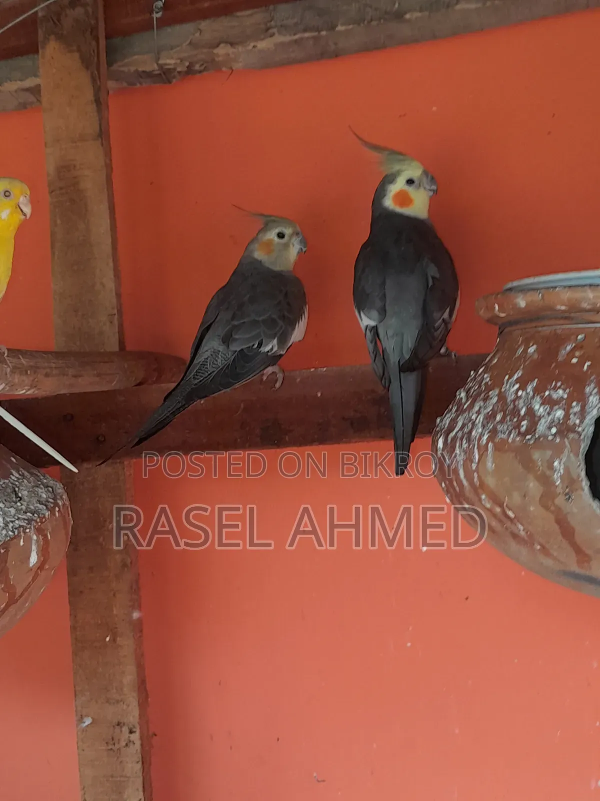 Cockatiel Pair