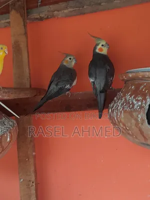 Cockatiel Pair