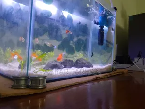 অ্যাকোয়ারিয়াম ফুল সেটআপ এবং মাছ