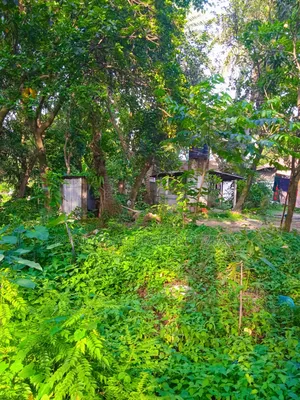 মাটির ঘর ও সম্পূর্ণ কাগজপত্রসহ প্রস্তুত ১২ শতাংশ জমি বিক্রয়