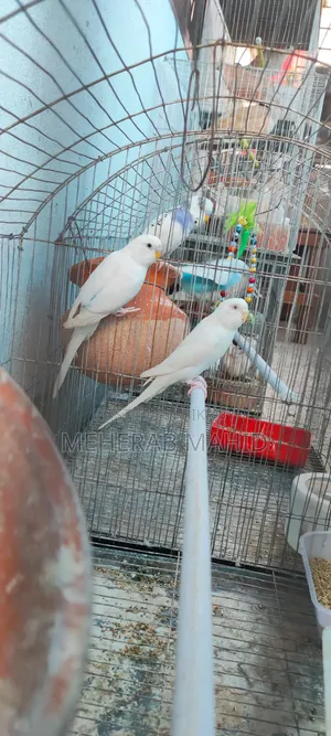 Breeding Cage With Everything Inside 2 Pairs Laid 4 Eggs