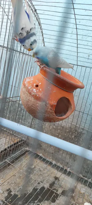 Breeding Cage With Everything Inside 2 Pairs Laid 4 Eggs