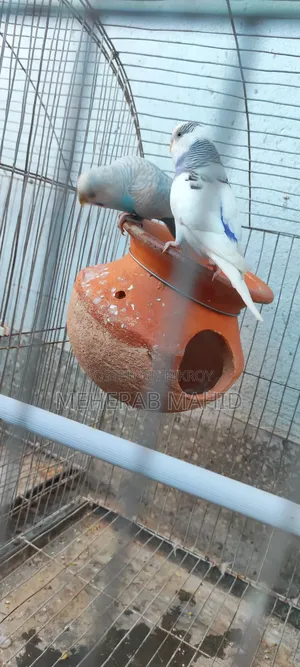 Breeding Cage With Everything Inside 2 Pairs Laid 4 Eggs