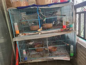 Mirpur Bird Cage for Sale. Two bird cages for sale