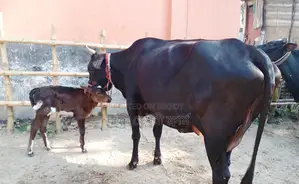 ১২৩৮ নং গাভী গরু ভালো জাতের।