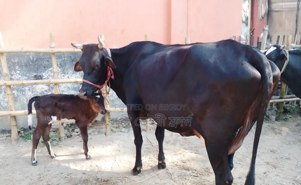 ১২৩৮ নং গাভী গরু ভালো জাতের।