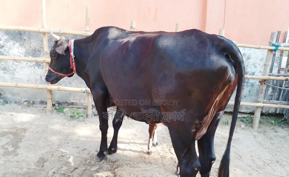 ১২৩৮ নং গাভী গরু ভালো জাতের।
