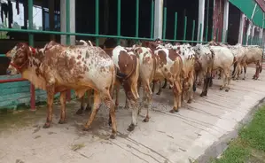 ১২৩৯ নং উন্নত জাতের ৯টি এড়ে ষাঁড় বাছুর পোষার জন্য ভালো হবে।