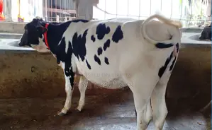 1240 number heifer calf for sale.
