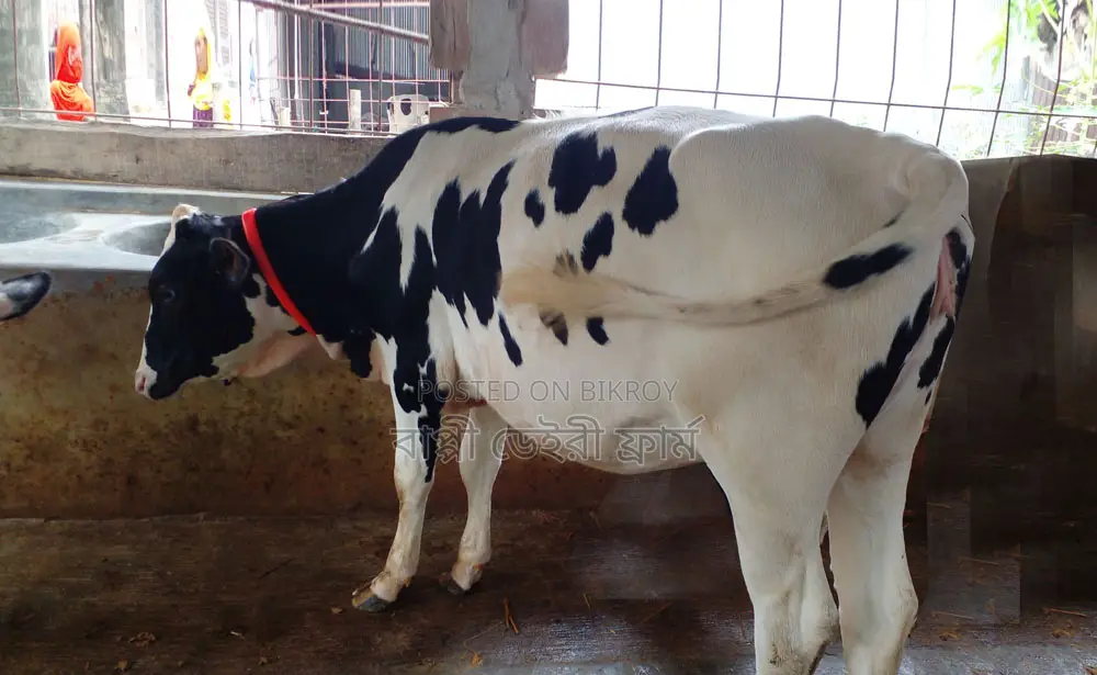 ১২৪০নং বকনা বাছুর গরু বিক্রয় হবে।