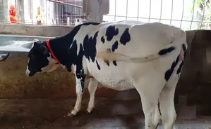 ১২৪০নং বকনা বাছুর গরু বিক্রয় হবে।