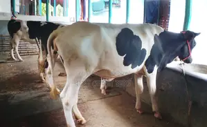 ১২৪১ নং উন্নত জাতের ৩টি বকনা বিক্রয় হবে ।
