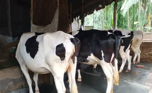 ১২৪২ বাছাইকৃত ৪টি গাভী গরু বিক্রয় হবে ।