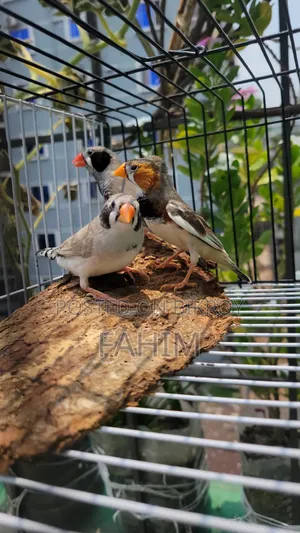 ফিন্স পাখি