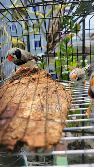 ফিন্স পাখি