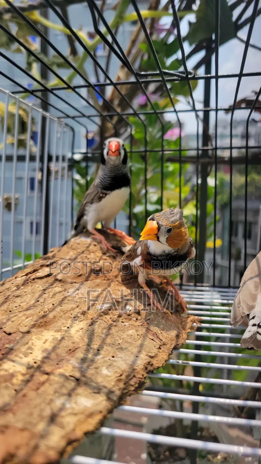 ফিন্স পাখি