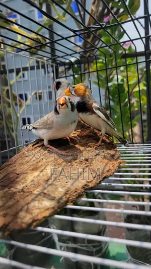ফিন্স পাখি