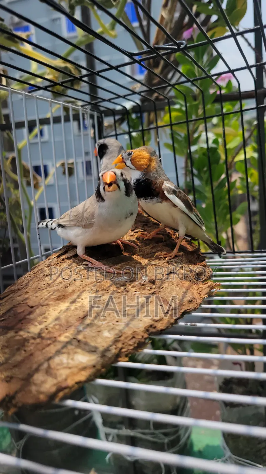 ফিন্স পাখি