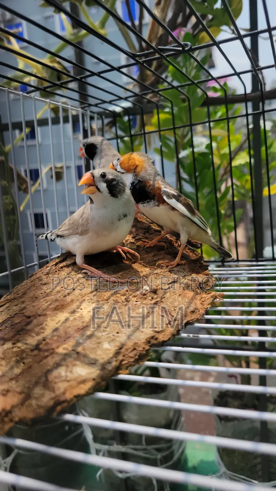 ফিন্স পাখি