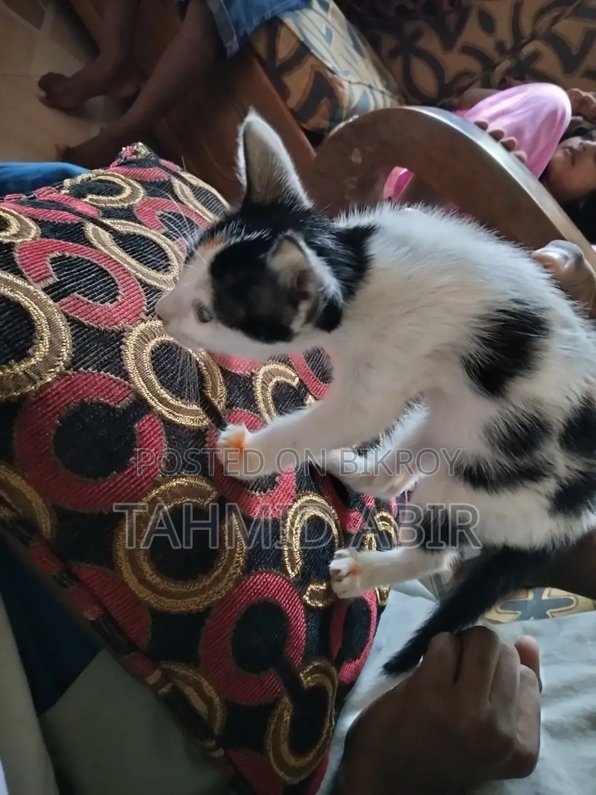 1-3 Months Female Purebred Bengal