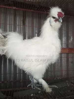 সিল্কি মোরগ সেল হবে
