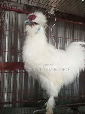 সিল্কি মোরগ সেল হবে