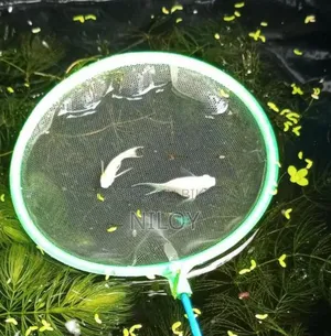 White Redium Moontail Balloon Molly