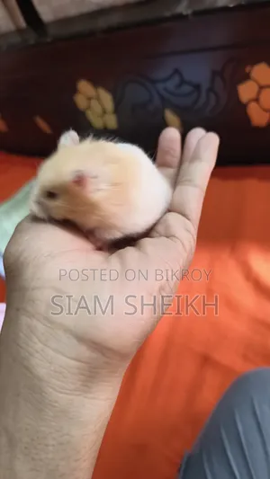 High Quality Long Hair Syrian Hamster