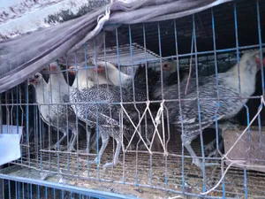 ফাওমি মুরগি
