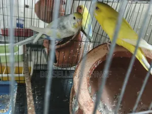 প্রাপ্তবয়স্ক এক জোড়া বাজরিগর পাখি