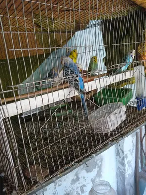 Budgerigar Bird 10 PCS