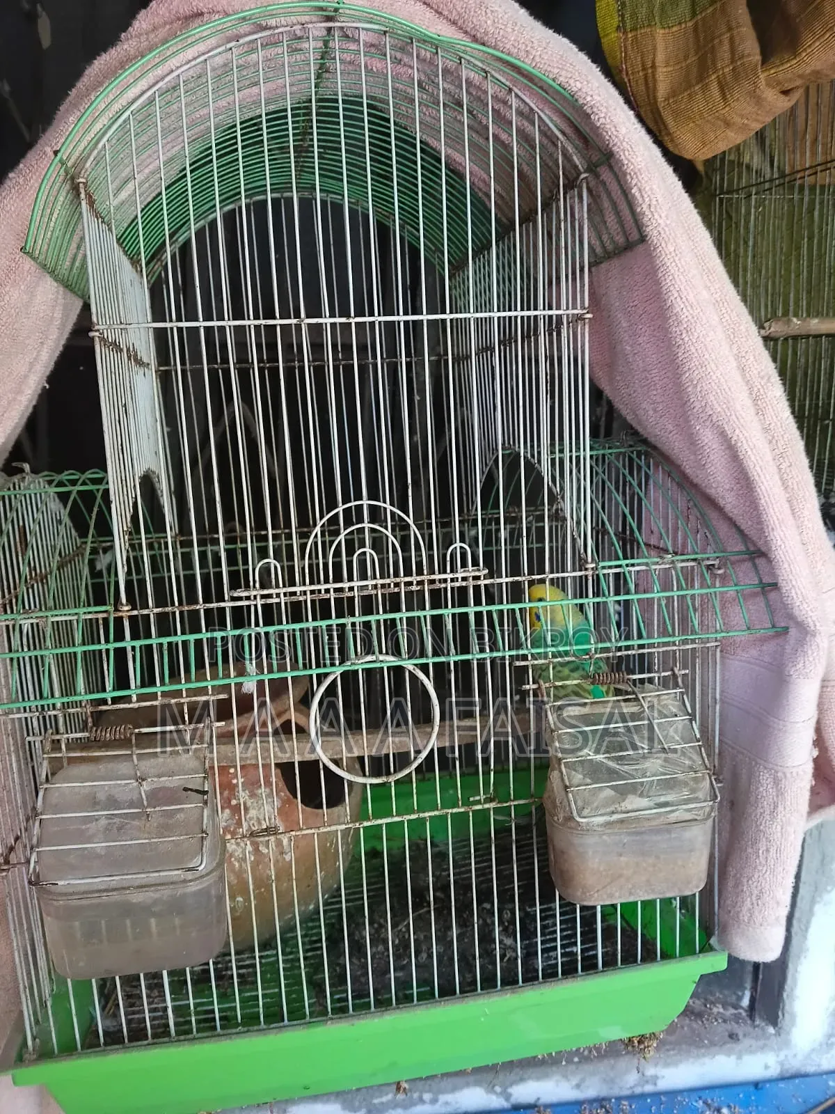 Budgerigar Bird 10 PCS
