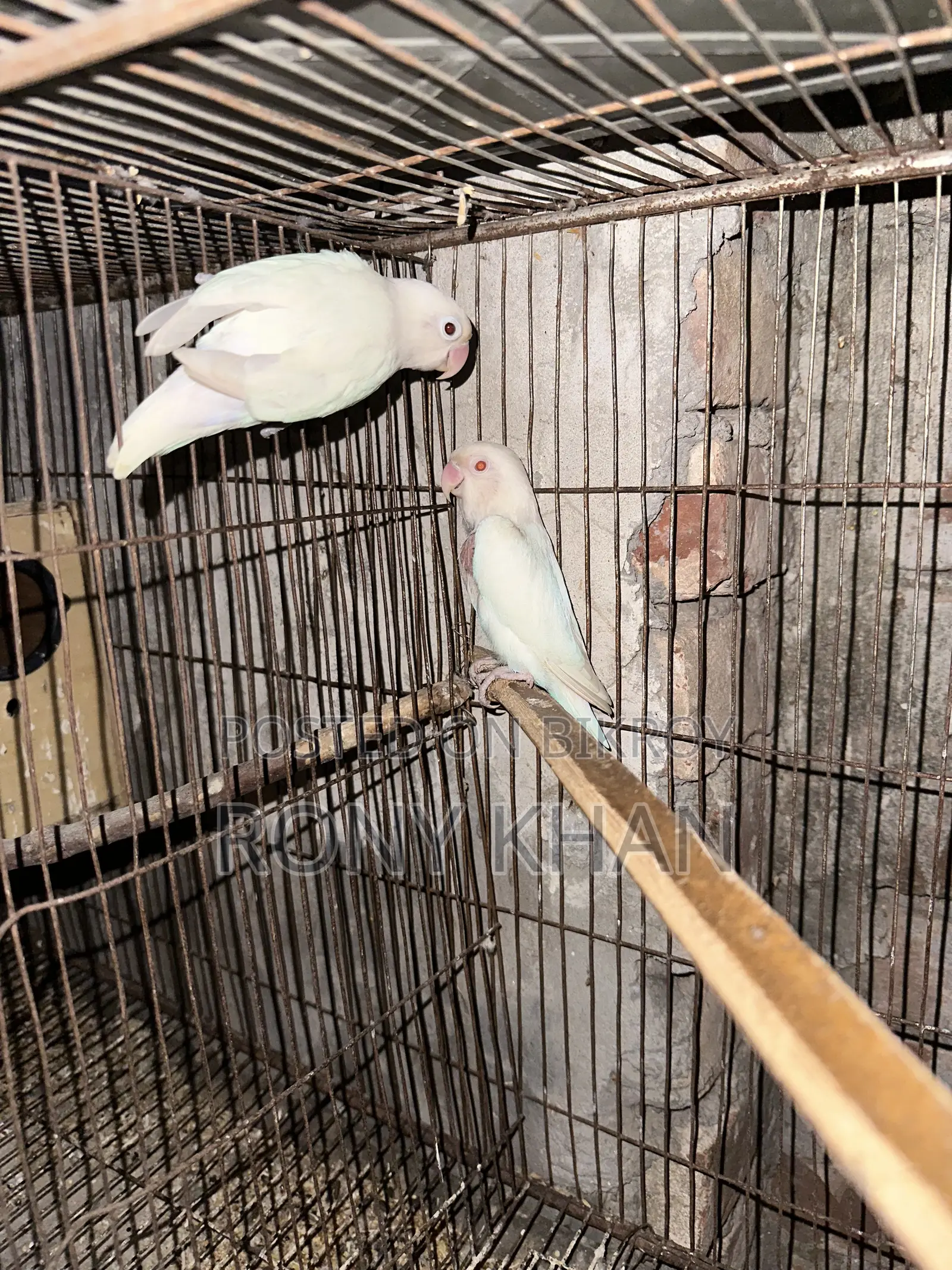 Running Pair Love Bird