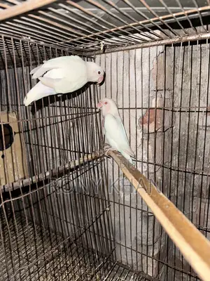 Running Pair Love Bird