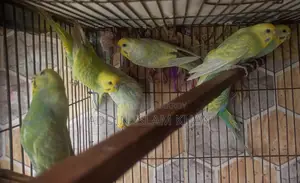 Breeding Pair Budgie for Sale | Healthy Active