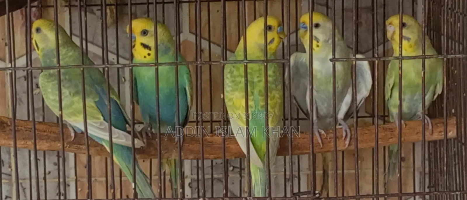 Breeding Pair Budgie for Sale | Healthy Active
