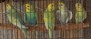 Breeding Pair Budgie for Sale | Healthy Active
