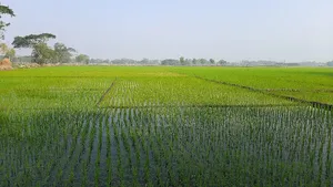 Paddy land for sale near the intersection towards the char area