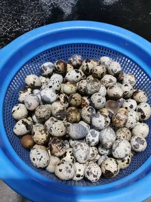 অরিজিনাল জাপানি কোয়েল পাখির বীজ ডিম বিক্রয়