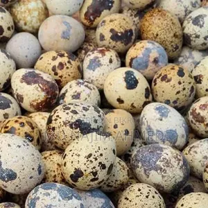 অরিজিনাল জাপানি কোয়েল পাখির বীজ ডিম বিক্রয়
