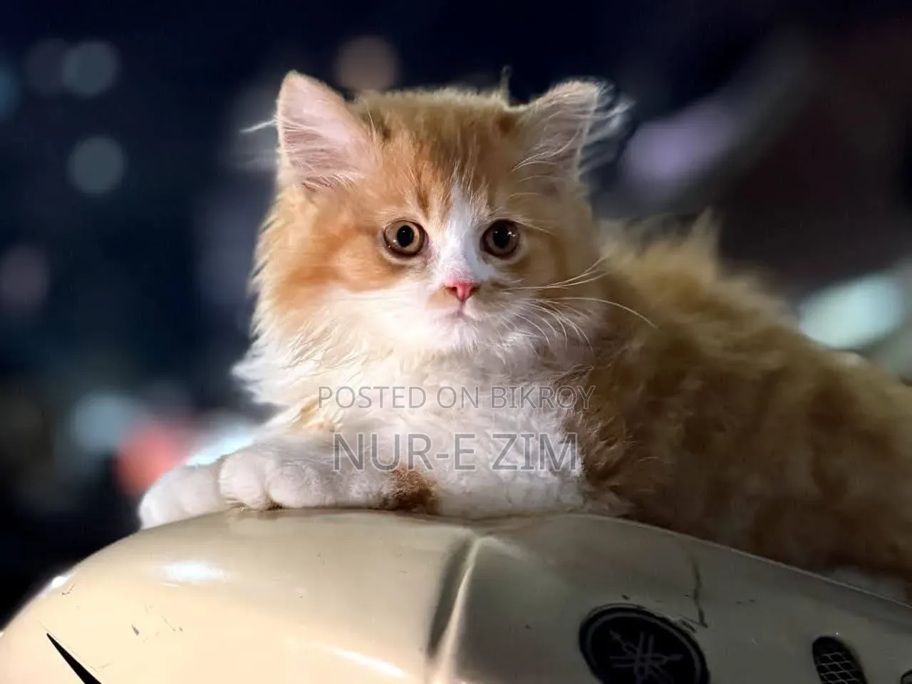 3-6 Months Male Purebred Persian