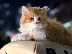 3-6 Months Male Purebred Persian