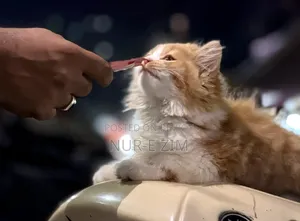 3-6 Months Male Purebred Persian