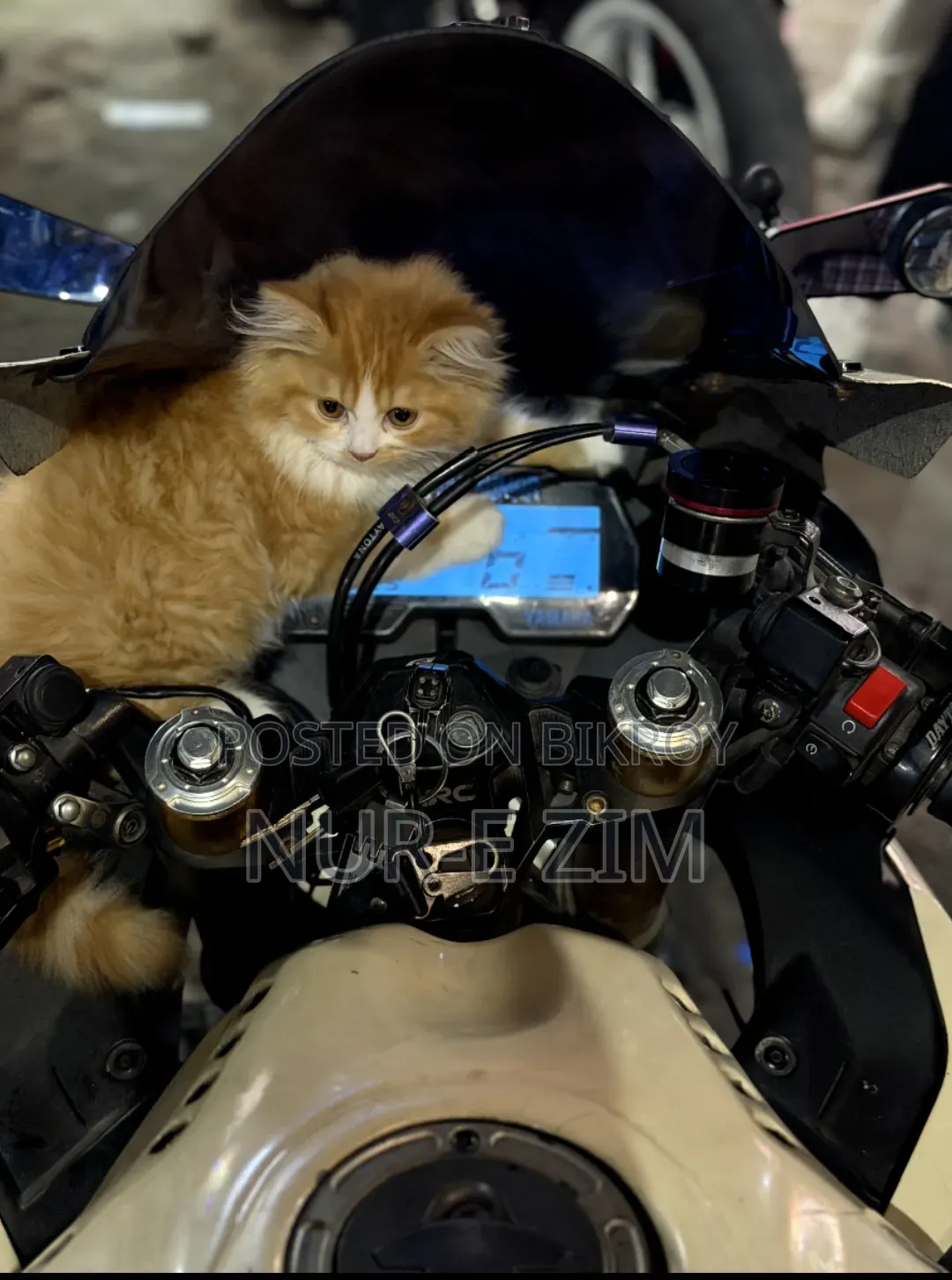 3-6 Months Male Purebred Persian