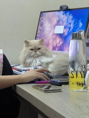 1+ Year Female Purebred Persian