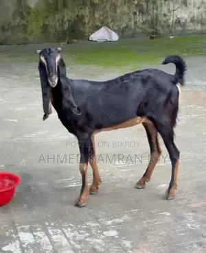 ছাগী বিক্রি হবে